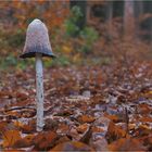 Einsamer Schopftintling im Vollherbst