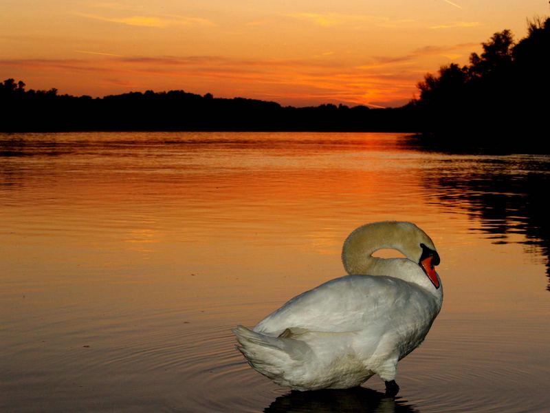 Einsamer Schwan