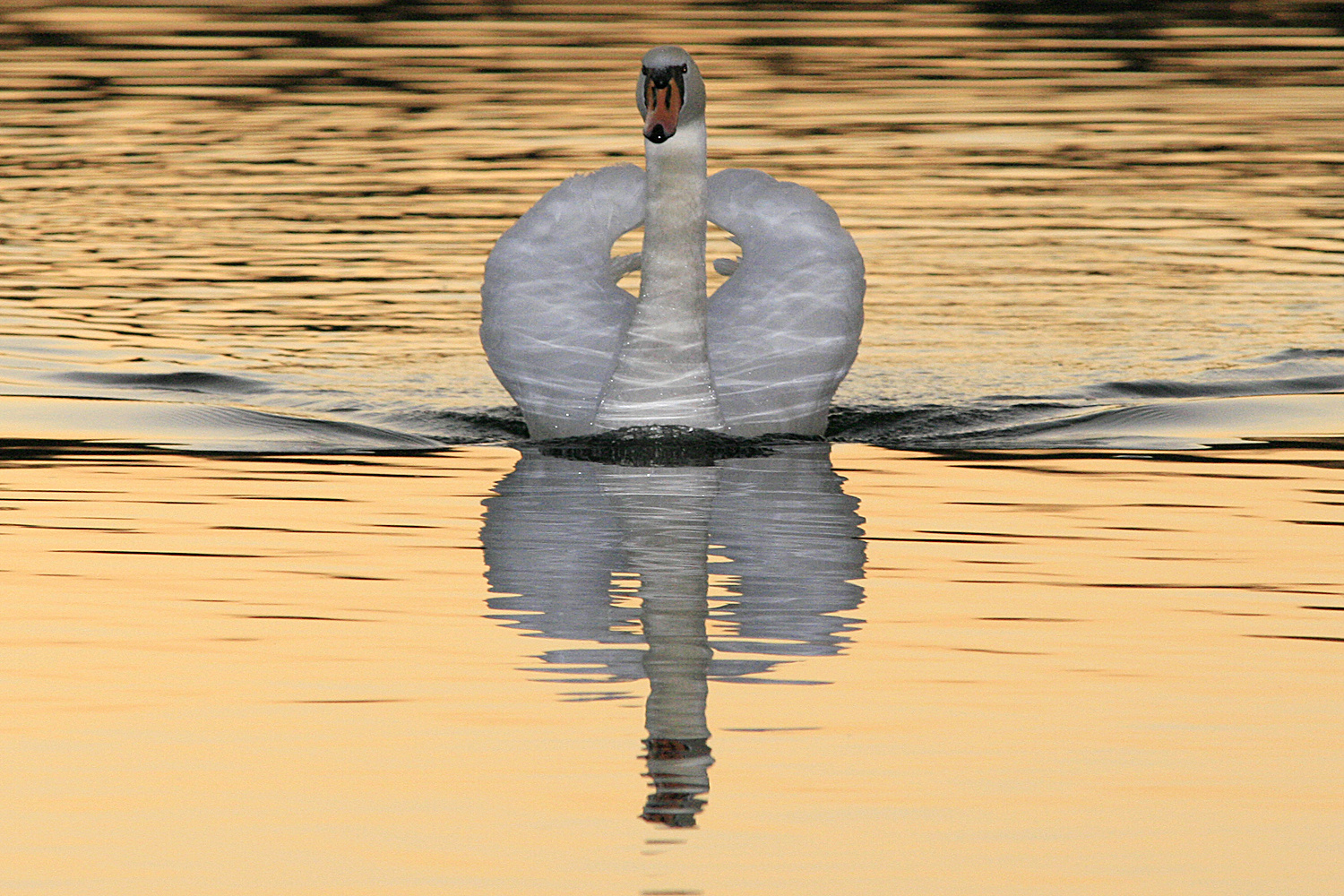 Einsamer Schwan