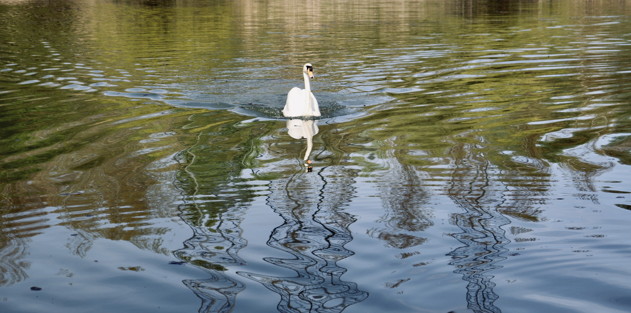 Einsamer Schwan 