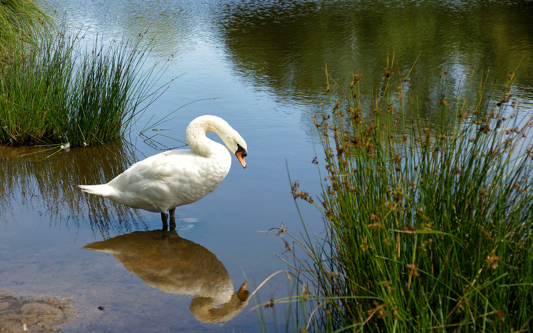 einsamer Schwan