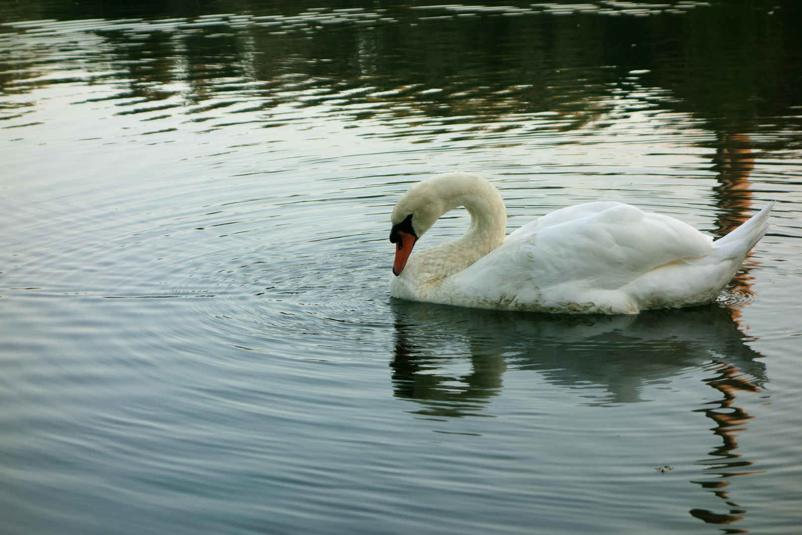 Einsamer Schwan