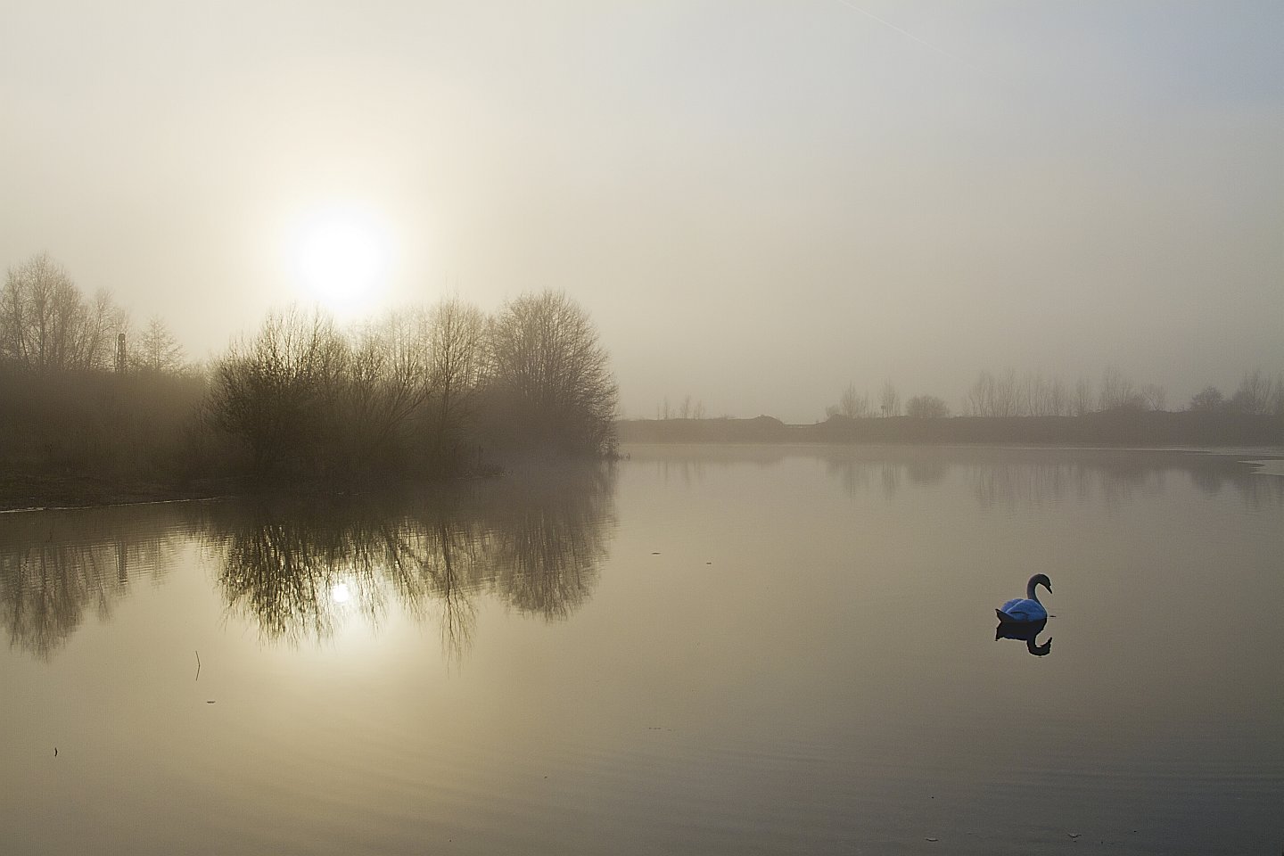 Einsamer Schwan