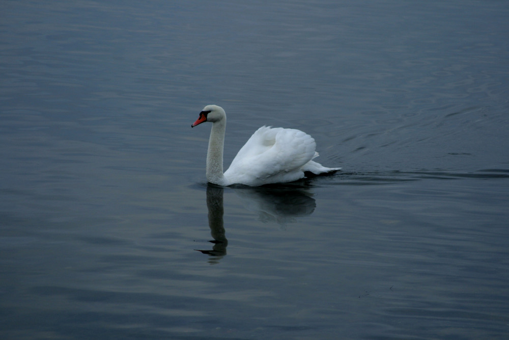 einsamer Schwan