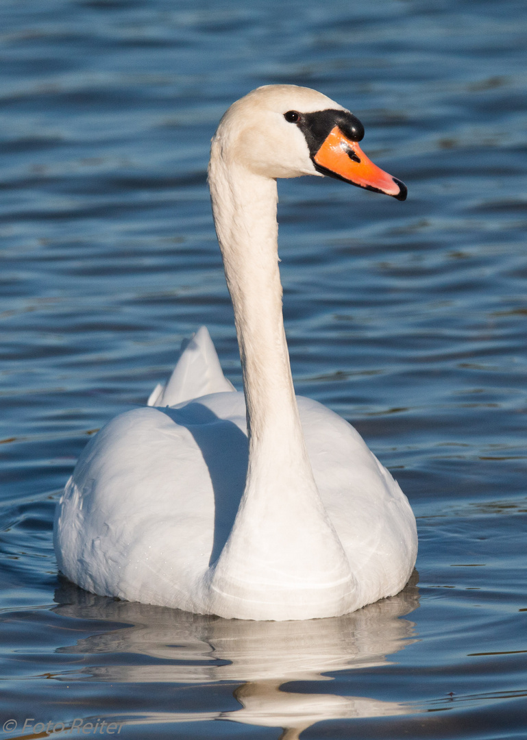 Einsamer Schwan