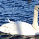 Einsamer Schwan
