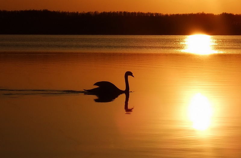 einsamer Schwan