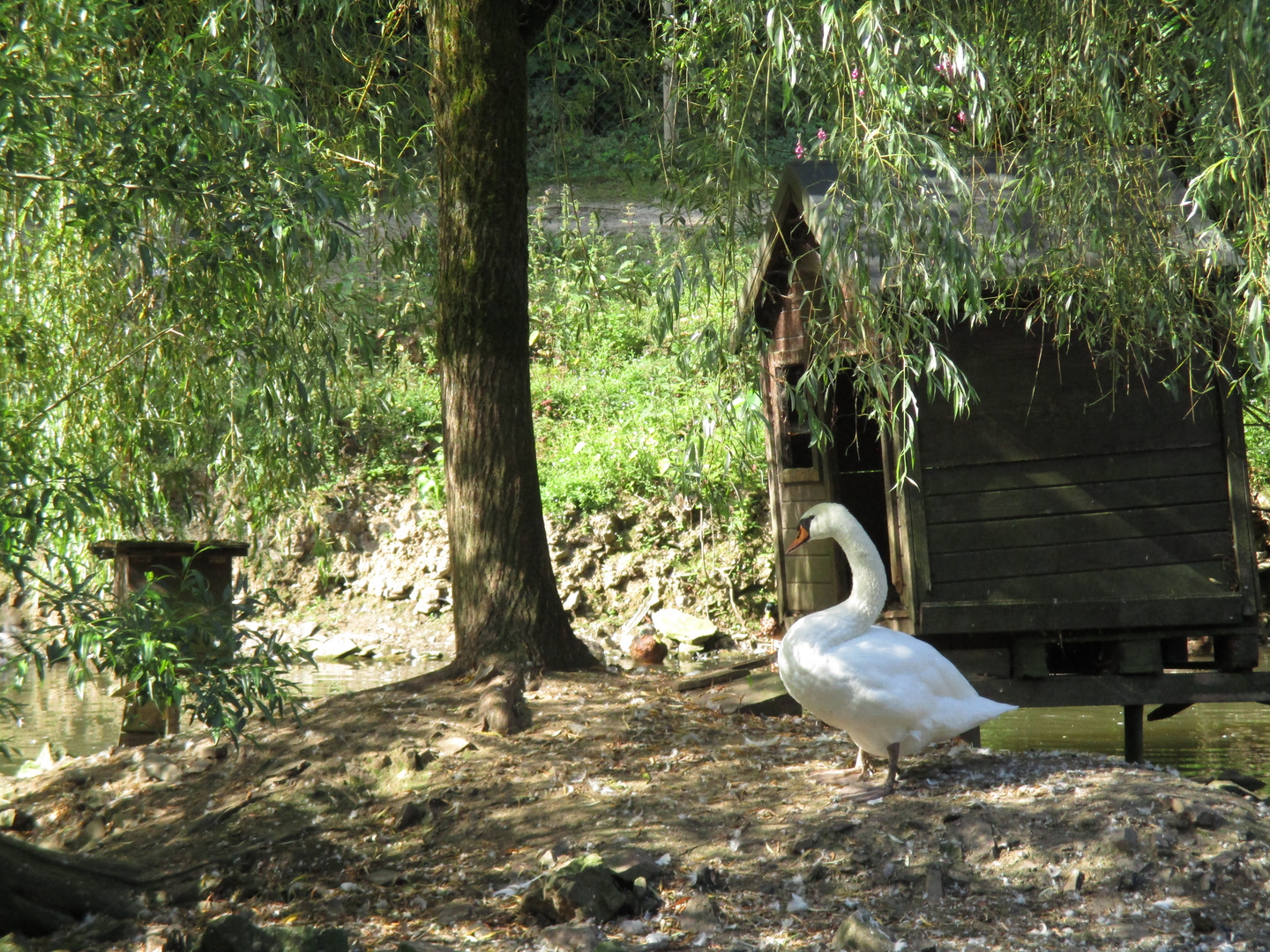 Einsamer Schwan