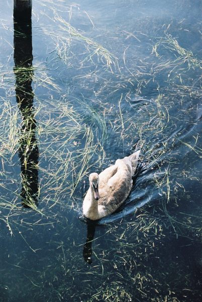 einsamer Schwan