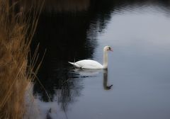 Einsamer Schwan