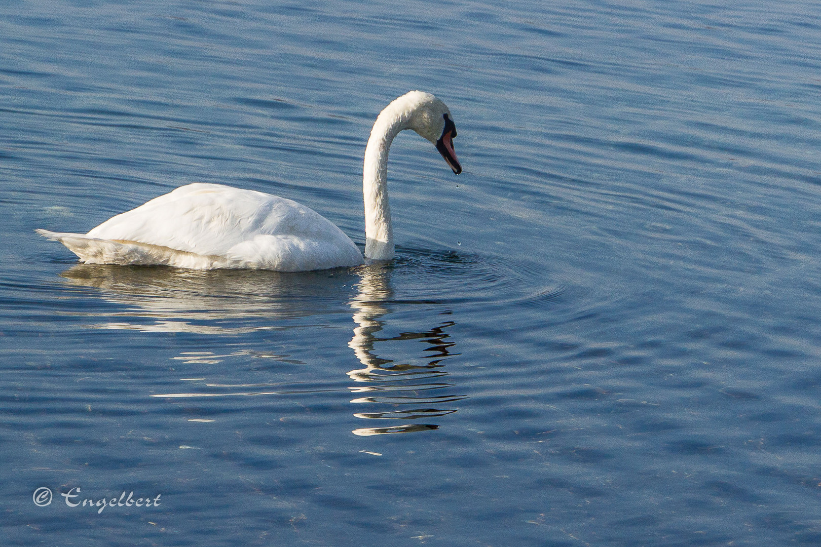 Einsamer Schwan