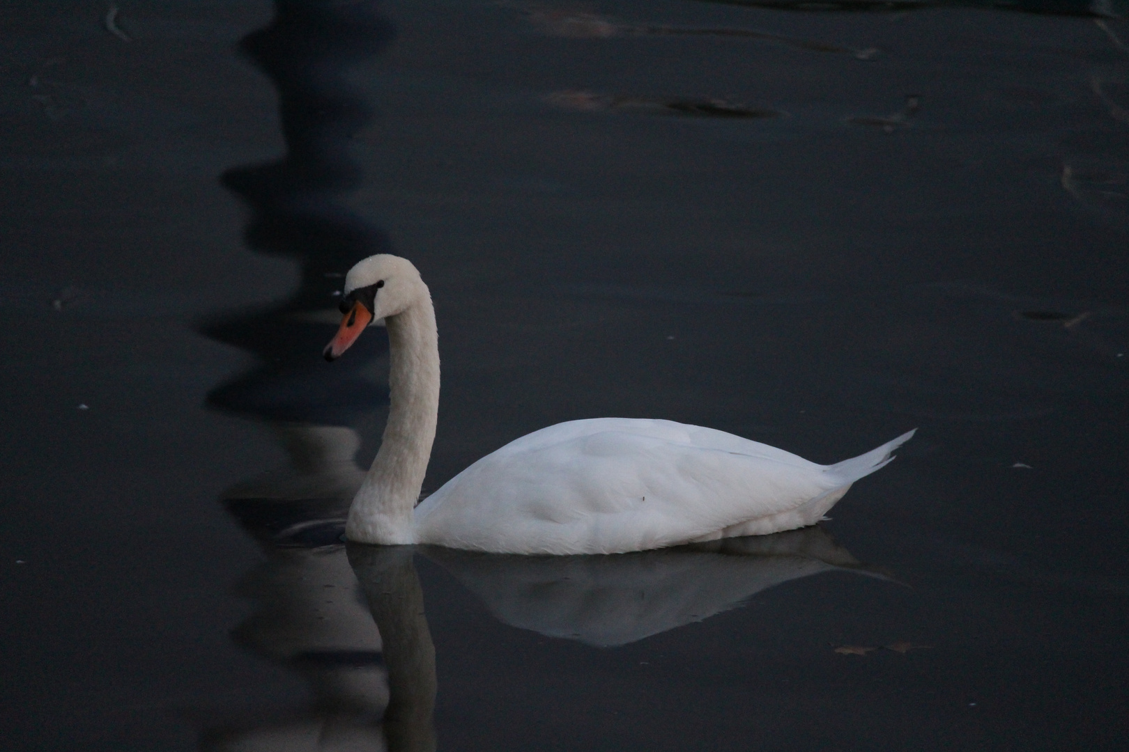 Einsamer Schwan