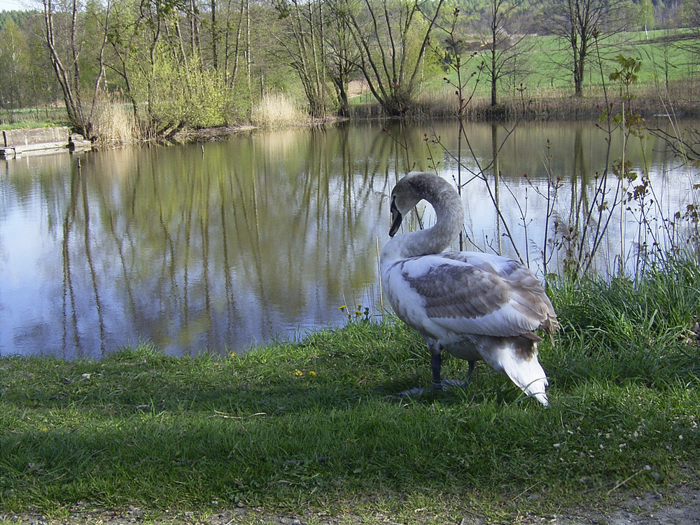 einsamer Schwan