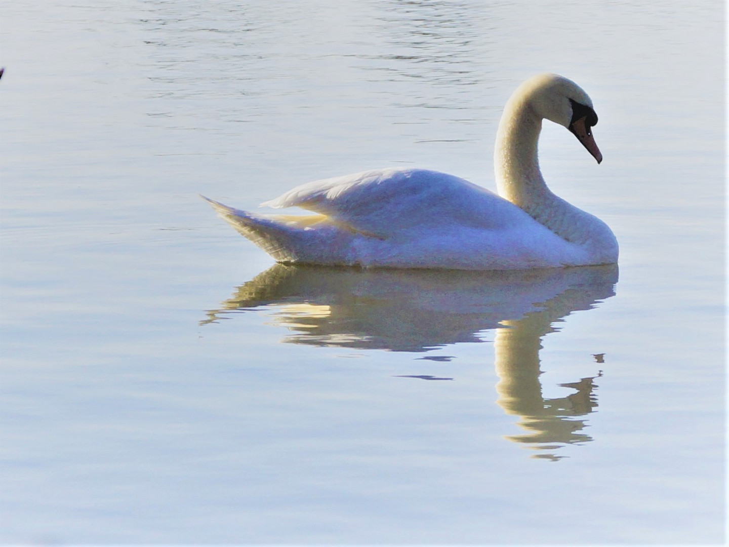 einsamer Schwan