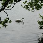 Einsamer Schwan am Riddagshäuser Teich (5)