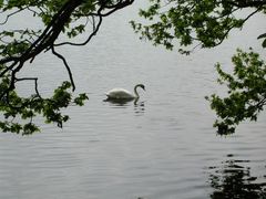 Einsamer Schwan am Riddagshäuser Teich (5)