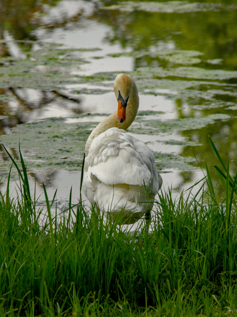 einsamer Schwan am Wasser