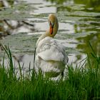 einsamer Schwan am Wasser