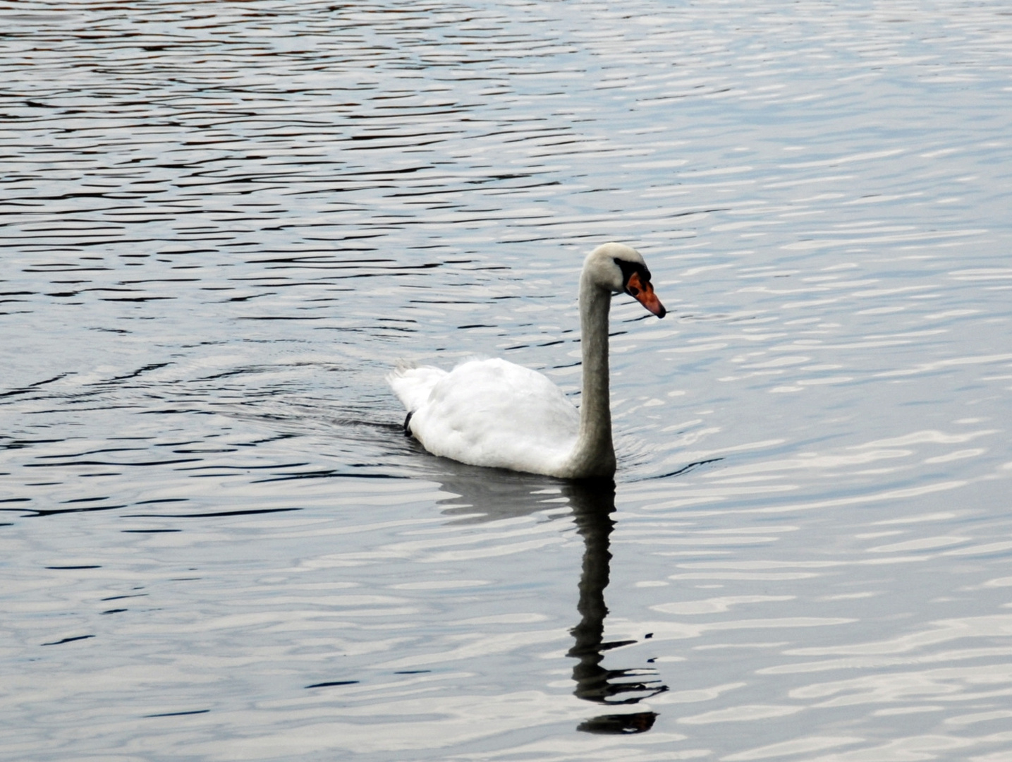 Einsamer Schwan auf der Saale