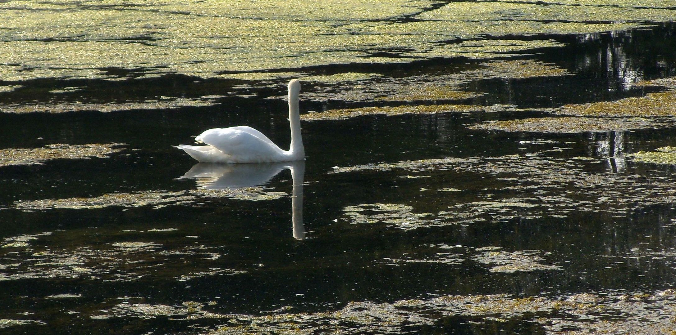 Einsamer Schwan auf einem stillen See.
