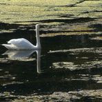 Einsamer Schwan auf einem stillen See.