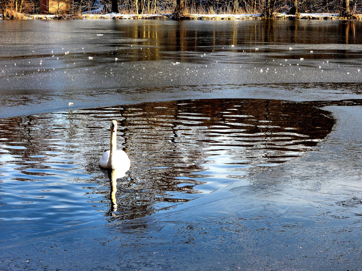 Einsamer Schwan beim Eisbaden