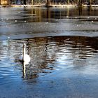 Einsamer Schwan beim Eisbaden