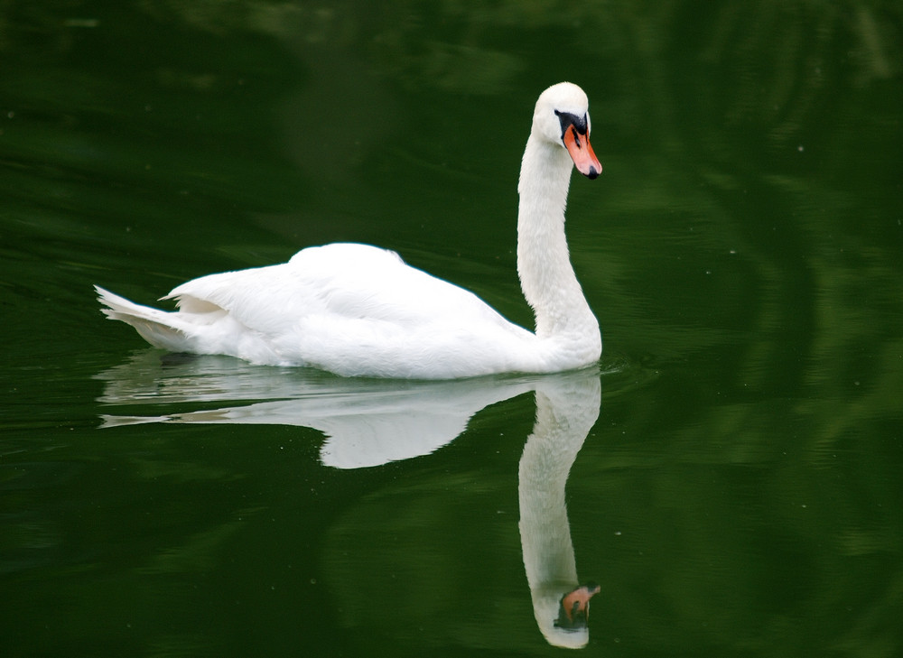 Einsamer Schwan