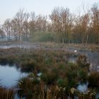 Einsamer Schwan - der Partner sitzt bereits auf dem Nest