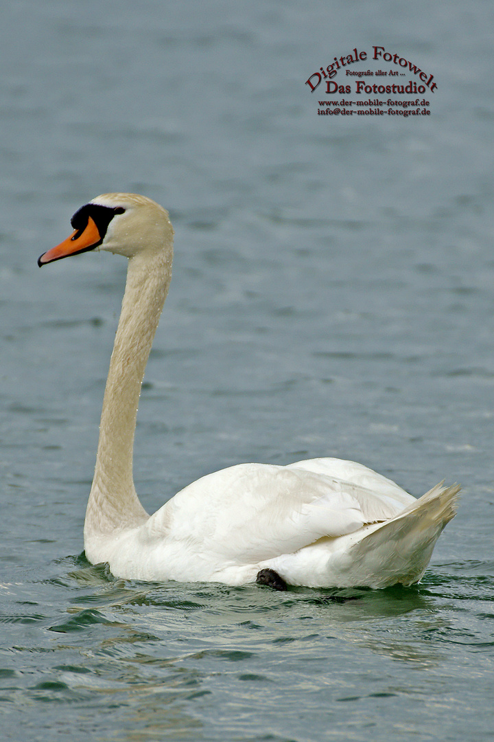 Einsamer Schwan