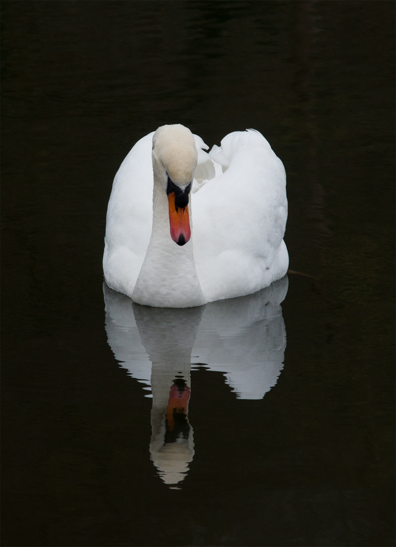 einsamer Schwan