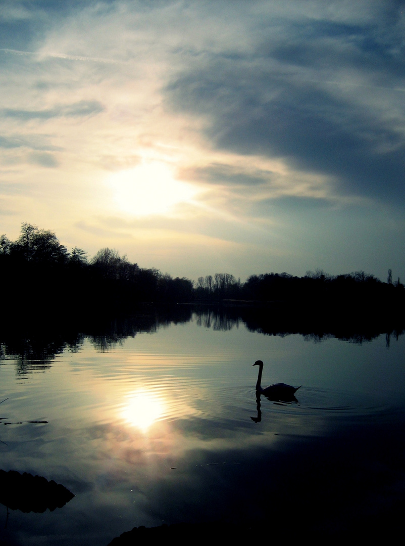 Einsamer Schwan.