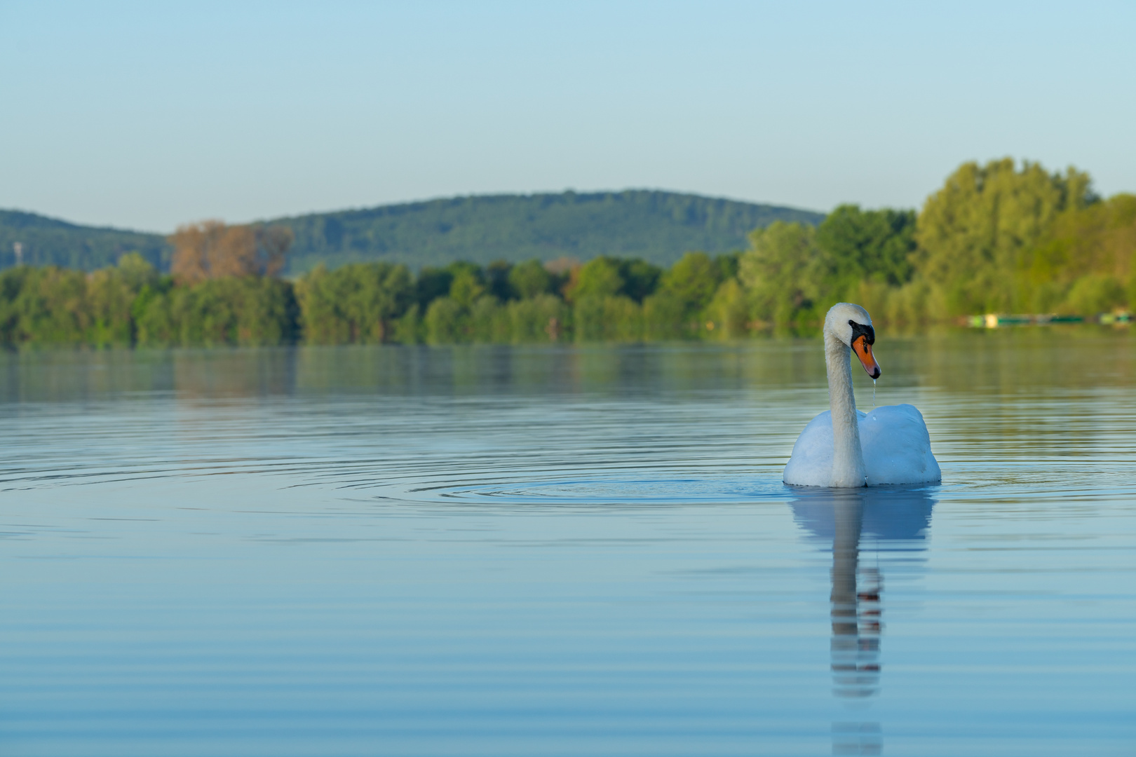 Einsamer Schwan im See