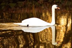 Einsamer Schwan im Winter.