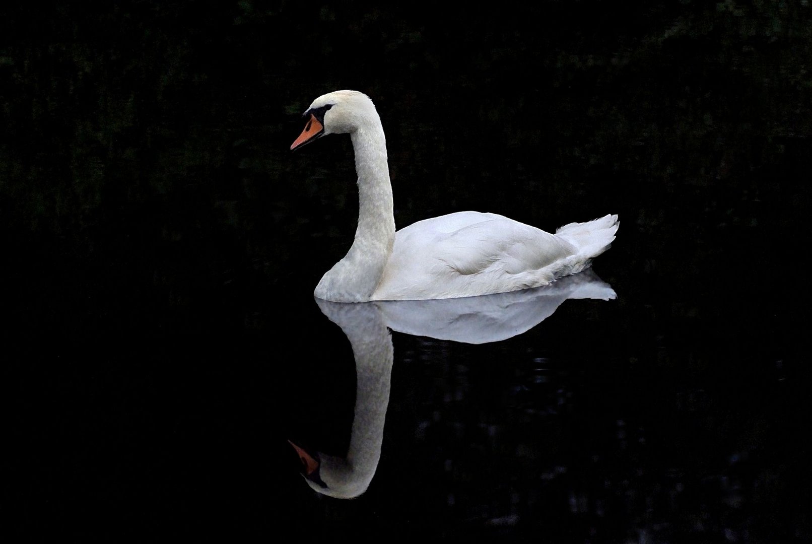 Einsamer Schwan - Nettetal 2011