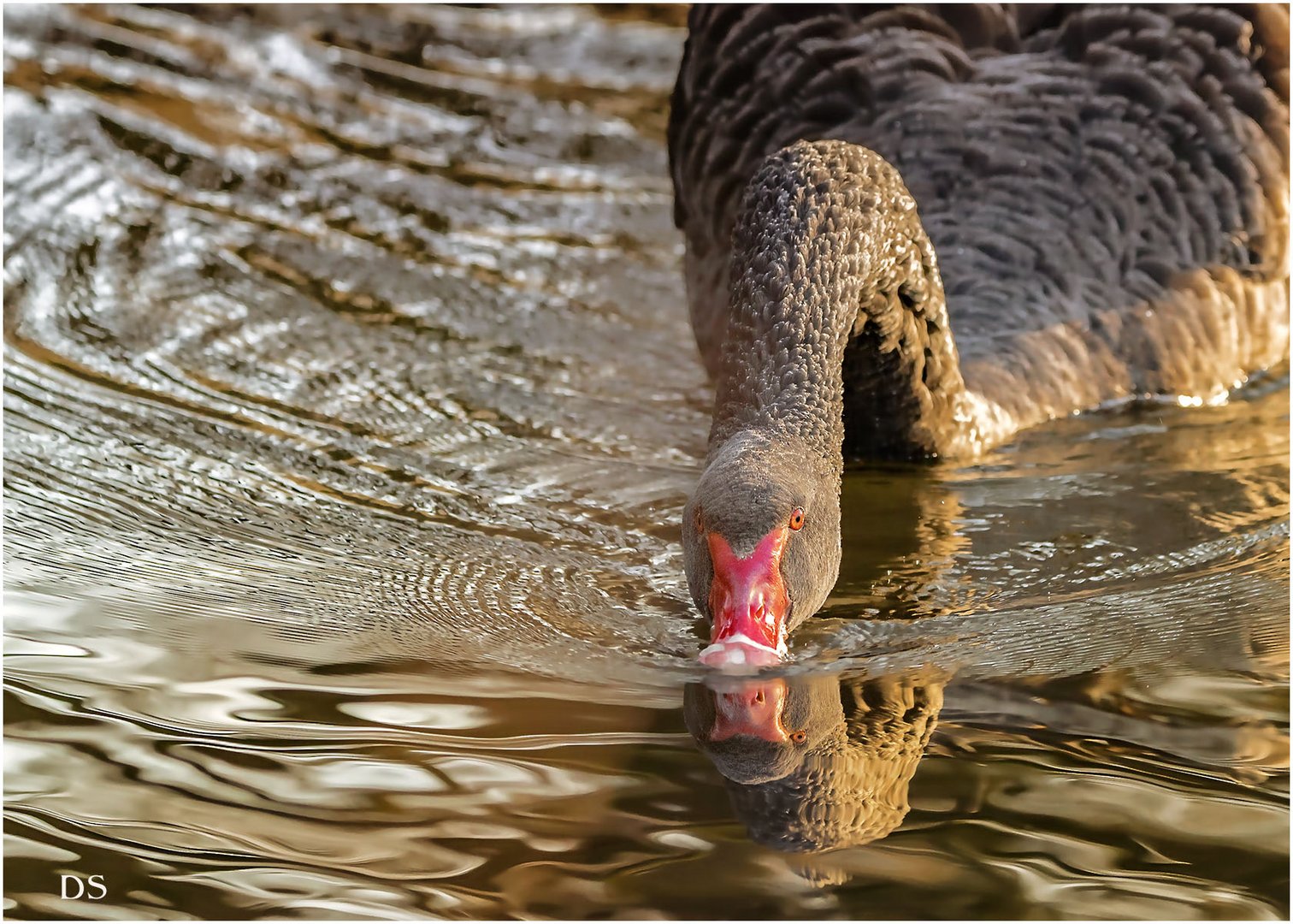 Einsamer schwarzer Schwan