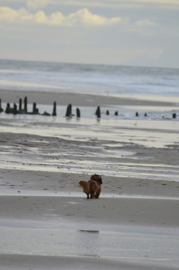 einsamer seehund