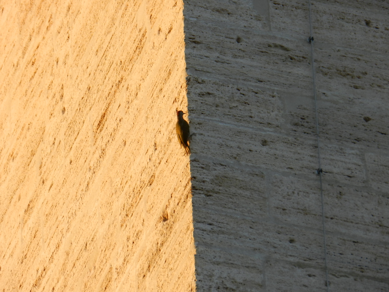 einsamer Specht an der Grenze zwischen Licht und Schatten