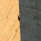 einsamer Specht an der Grenze zwischen Licht und Schatten