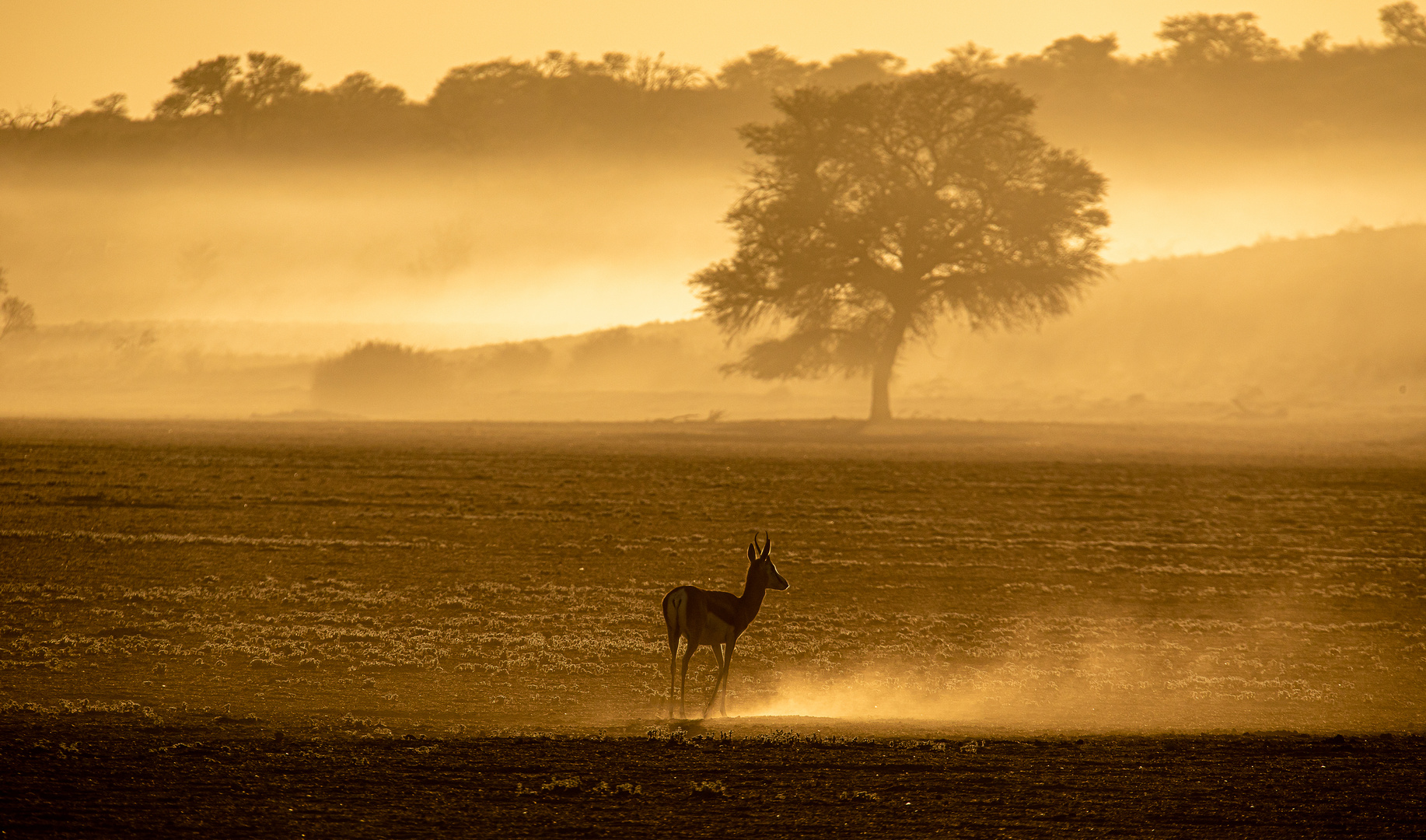 Einsamer Springbok