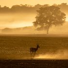 Einsamer Springbok