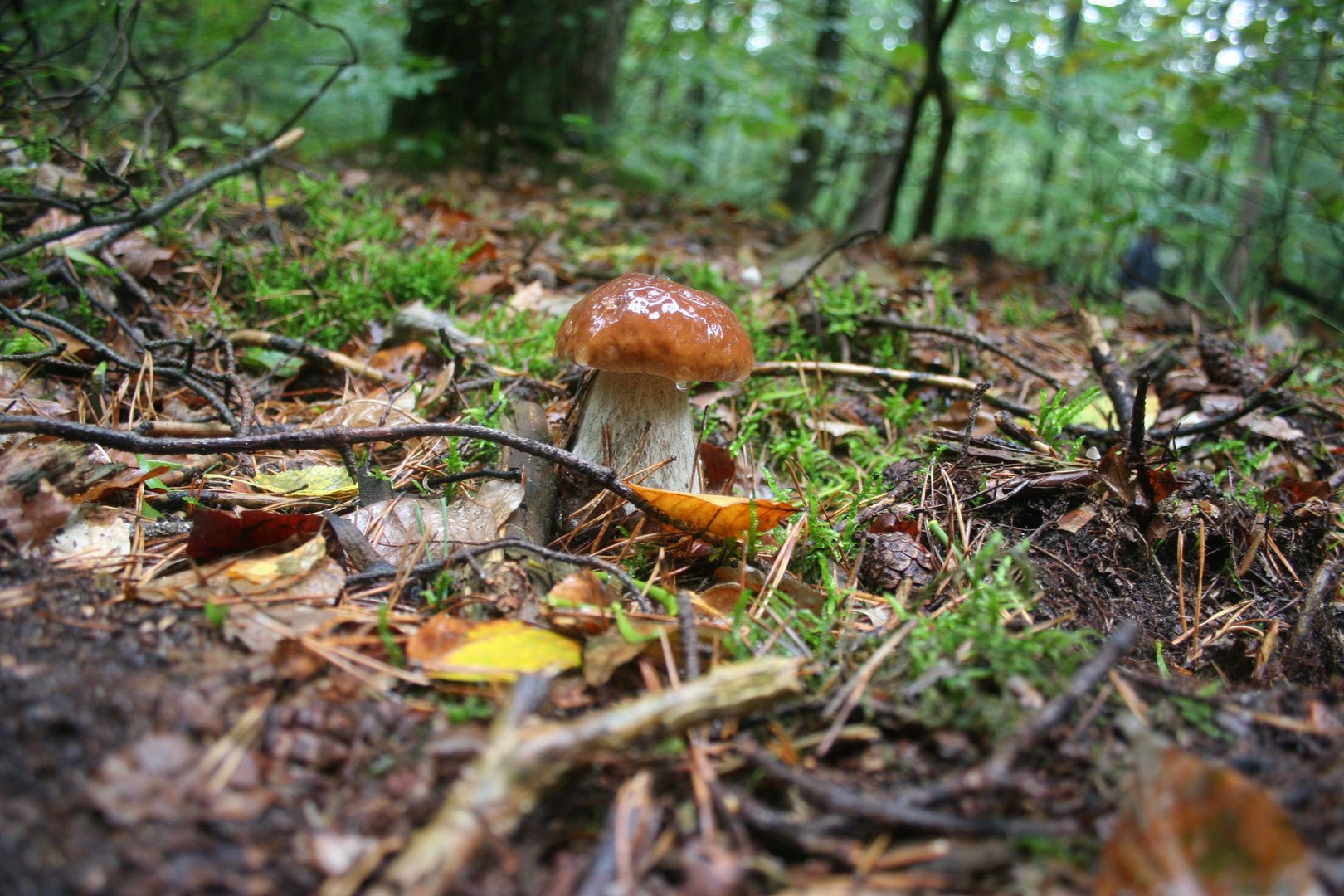 einsamer Steinpilz