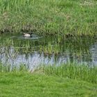 Einsamer Stockerpel auf Futtersuche in einem kleinen Tümpel der Lippewiesen