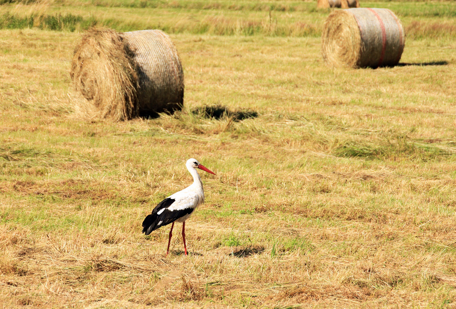 einsamer Storch 