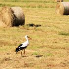 einsamer Storch 