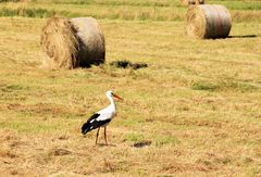 einsamer Storch 