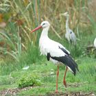 Einsamer Storch