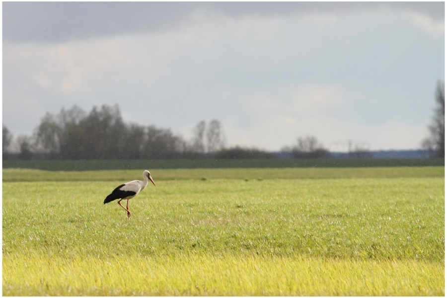 Einsamer Storch