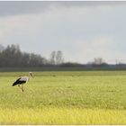 Einsamer Storch