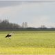 Einsamer Storch